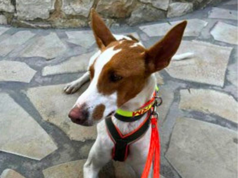 Nuria – Galga aus Spanien