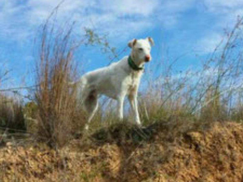 Ramon – Tierschutzhund aus Spanien