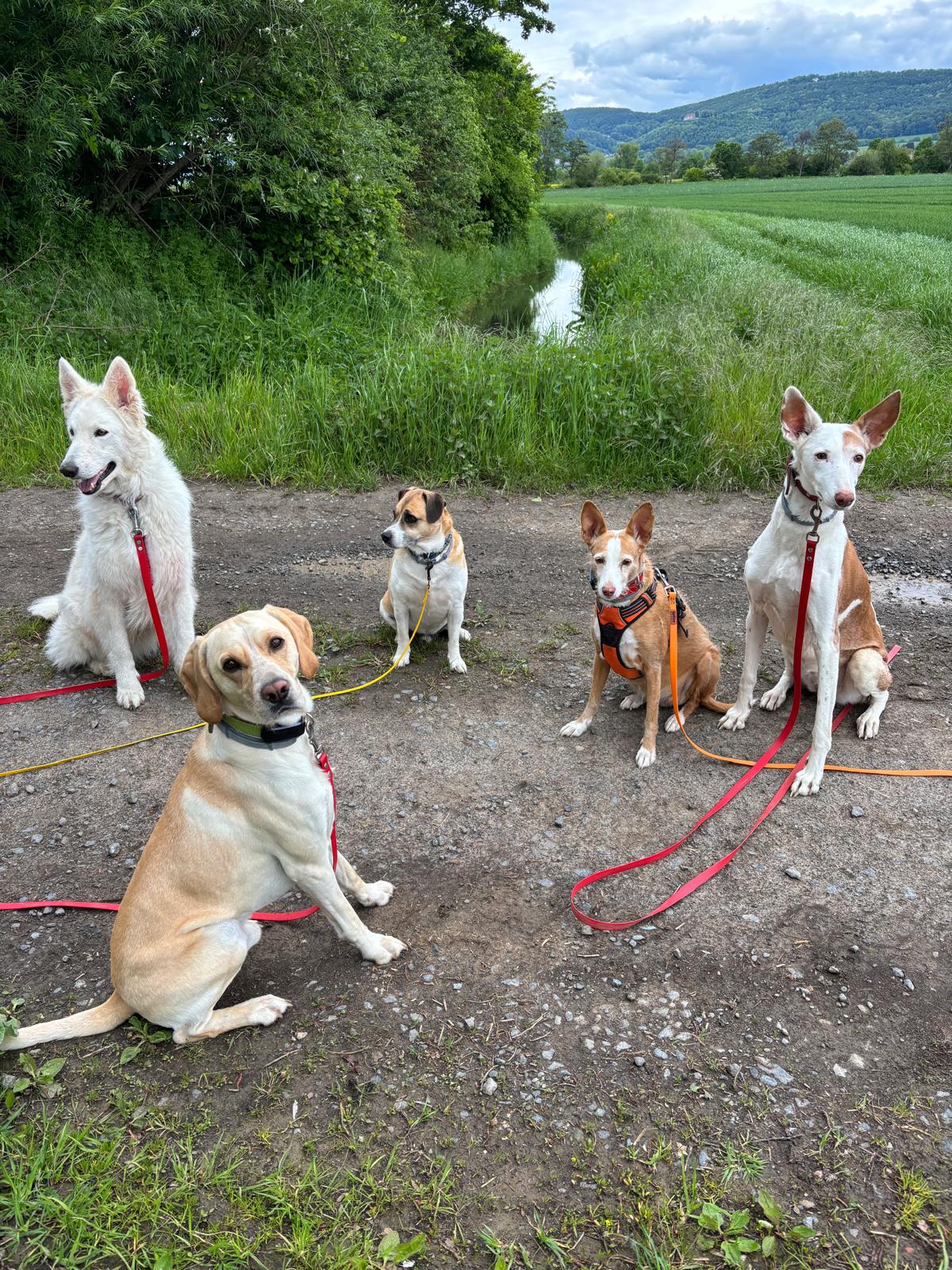 Fünf Hunde entspannt an Leinen auf einem Feldweg