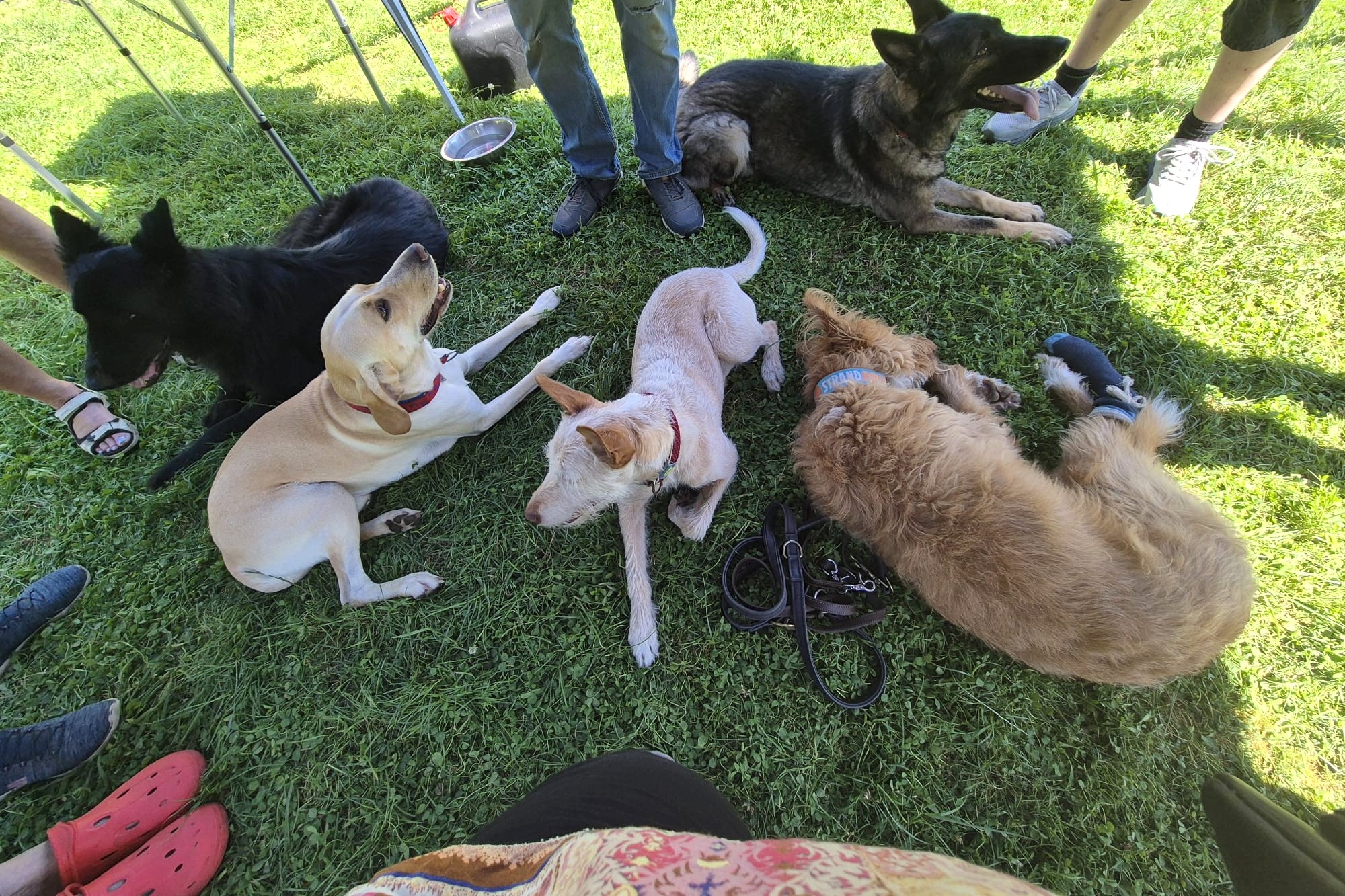 Hundegruppe entspannt auf der Wiese