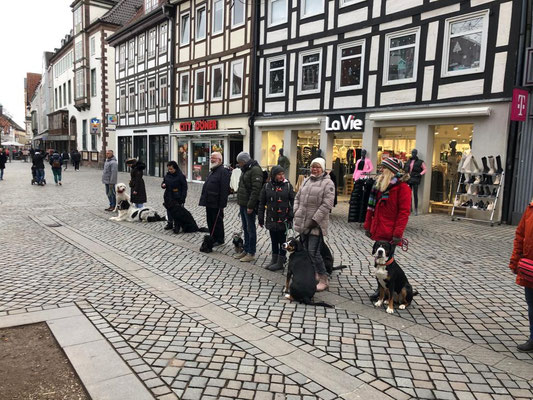 Sachkundeprüfung §11 – Hunde mit Besitzern in der Öffentlichkeit