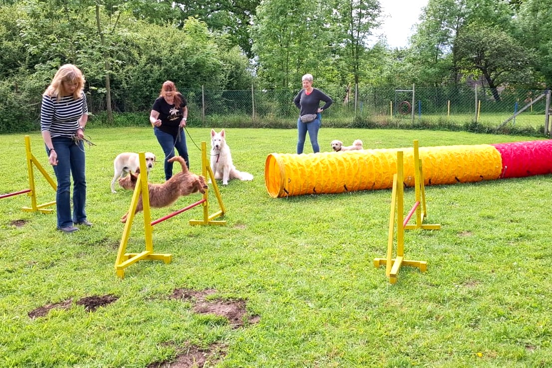 Agility-Seminar der Hundeschule Zimmer mit mehreren Hundehalterinnen