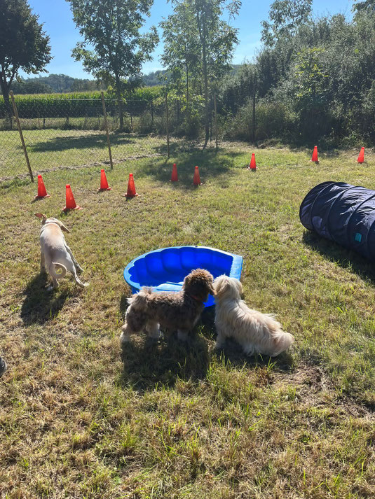 Welpenkurs und Junghundeseminar bei Hundeschule Zimmer